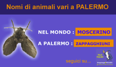 Mago Miriddu e i nomi di animali e le patologie a Palermo