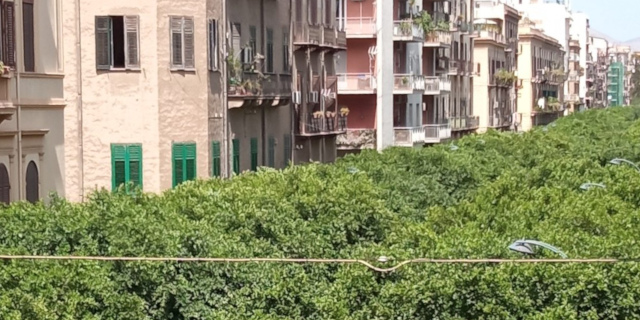Comune di Palermo, presentato piano per rigenerazione e potatura del verde pubblico