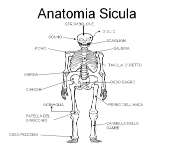 Anatomia sicula