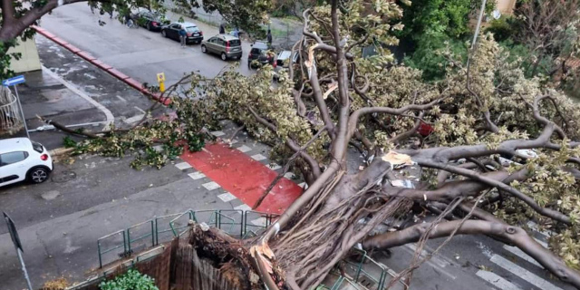 Maltempo: caduto albero in viale Piemonte