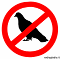 No al piccione