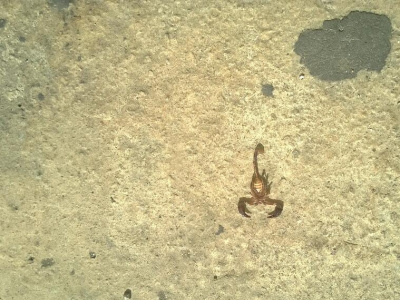 Lo scorpione di via La Lumia